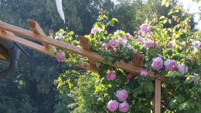 Archivbild: ero
Einmalblühende Kletterrosen sollten erst nach ihrer Blüte im Sommer geschnitten werden.