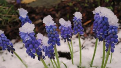 Bild: ero
Diese Traubenhyazinthen staunten wohl auch nicht schlecht über den plötzlichen Wintereinbruch und erhielten vergängliche kleine Hütchen.