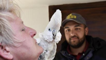 Bild: Petra Hartl
Kakadu Gustl kann manchmal frech sein, doch auf den Schultern seiner Ersatz-Mama Ulrike Jackson fühlt er sich wohl. Im Hintergrund ihr Sohn Terrel, der sich ebenfalls liebevoll um den weißen Kakadu kümmert - genauso wie um Dutzende andere exotische Vögel.
