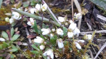 Bild: Wolfgang Winter/exb
Frühlings-Hungerblümchen.