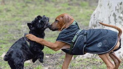 Symbolbild:  Dorothee Barth/dpa
Erst mal beschnuppern: Kastrierte Rüden und Hündinnen riechen anders und werden von Artgenossen nicht als vollständig erkannt. Bei Zusammenkünften kann das zu Spannungen führen.