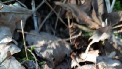 Bild: sne
Scharlachrote Kelchbecherlinge.