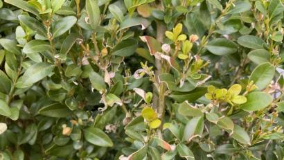 Bild: ero
Die Schäden vom vergangenen Jahr: Fraßstellen und alte Gespinste deuten darauf hin, dass hier Raupen des Buchsbaumzünslers überwintert haben.