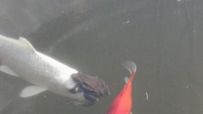 Bild: Tina Breitner/exb
"F(r)ischverliebt", hat Leserin Tina Breitner zu dem Bild geschrieben, das vor wenigen Tagen im Gartenteich der Familie in Waldsassen entstand.