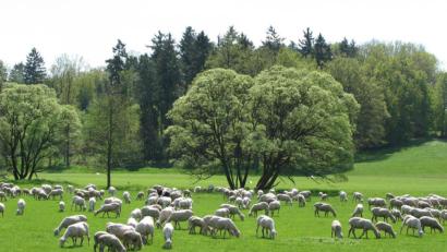 Archivbild: Susanne Schwab
Die artenreichen Kalkmagerrasen im Ammerbachtal sind bei der Biotopkartierung eine Besonderheit.