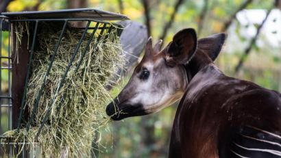 Bild: Paul Zinken/dpa
Ein Okapi lässt es sich im Zoo Berlin schmecken.