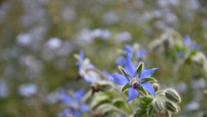 Bild: Umweltstation Abtei Waldsassen
Die Blüten des Borretsch sind zuerst rosa und färben sich später blau. Sie sind essbar.