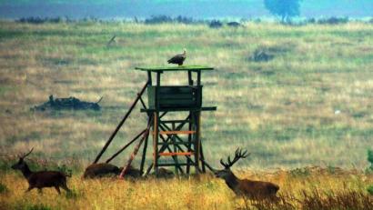 Bild: mor
Nicht Fuchs und Hase, sondern Adler und Hirsch sagen sich auf dem Übungsplatz gute Nacht. Von einem Hochsitz aus beobachtet ein Seeadler das vorbeiziehende Rotwild.