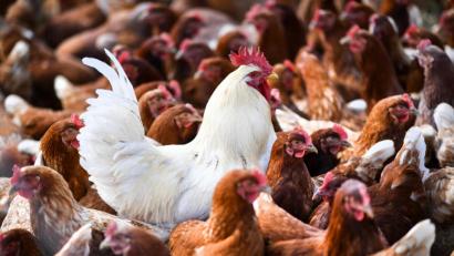 Symbolbild: Felix Kästle/dpa
In Nittenau sind im vergangen Monat Fälle der Vogelgrippe aufgetreten. Das Landratsamt hat ein Beobachtungs- und ein Sperrgebiet eigerichtet. Für kleine Geflügelhalter ist der Verkauf von Eiern, die nur mit einer Ausnahmegenehmigung, die Geld kostet, nicht mehr rentabel.