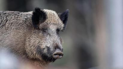 Symbolbild: Lino Mirgeler/dpa
Ein Wildschwein steht auf einem Plateau im Wald.