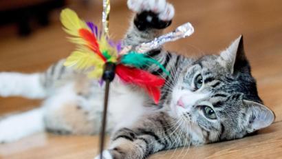 Symbolbild: Franziska Gabbert/dpa
Mit ähnlichem Katzenspielzeug versuchte ein Katzenhalter bei Ermersricht seinen Liebling anzulocken. Das löste einen Polizeieinsatz aus.