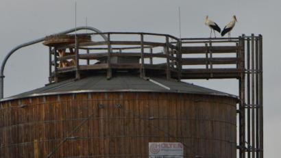 Bild: dob
Ein Storchenpaar hat am Sonntag den neuen Horst auf dem Salz-Silo-Turm auf dem städtischen Bauhofareal besichtigt. Ob sie bleiben werden, wird sich in den nächsten Tagen zeigen.