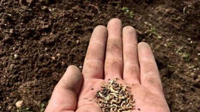 Bild: gri
Der Samen für die Blumenwiesen ist da und kann jetzt, bei etwas wärmeren Temperaturen, ausgebracht werden.