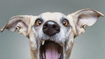 Bild: Elke Vogelsang/dpa
Bitte recht kraftvoll, Scout! Elke Vogelsang weiß, wie gute Tierfotos gelingen. Ihre Werke schmücken nicht nur Bücher und Kalender. Sie sind weltweit in Magazinen gefragt, etwa im „National Geographic“ oder im „The Sunday Times Magazine“.