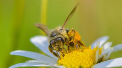 Symbolbild: Patrick Pleul/dpa
Eine Wildbiene sucht auf einer Blüte einer Magerwiesen-Margerite nach Nektar. Angelika Sullivan vom Bienenzuchtverein Kemnath und Umgebung gibt Tipps, wie man den Bienen im eigenen Garten helfen kann