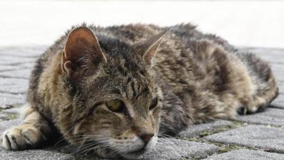 Bild: Petra Hartl
Der Bestand verwilderter Katzen soll weiter kontrolliert werden. Für Kastrationen stellt der Landkreis 20000 Euro zur Verfügung.