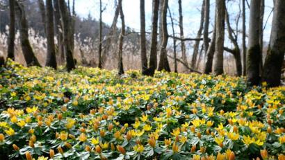 Bild: do
Kleine Blüher mit großer Wirkung