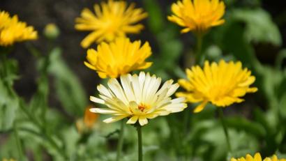 Bild: Umweltstation Abtei Waldsassen
Die Ringelblume kommt verwildert in ganz Europa vor.