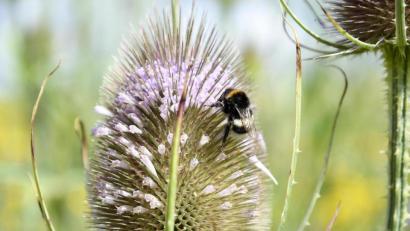 Archivbild: Petra Hartl
Die FDP will im Landtag das mit dem Volksbegehren "Rettet die Bienen!" verfügte Walzverbot für landwirtschaftlich genutzte Wiesen ab dem 15. März jedes Jahres kippen.