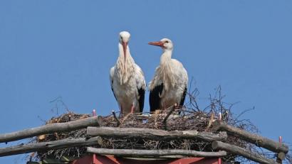 Bild: twi
Das prächtige Storchenpaar scheint sich auf dem Storchennest beim Bauhof an der Naabbrücke schon sehr wohl zu fühlen.