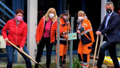 Bild: Ulrike Meixner
Die Bürgermeister Martin Birner (rechts) und Margit Reichl (links) pflanzten gemeinsam mit Rektorin Irene Träxler und den Stadtgärtnerinnen Anita Heimerl und Maria Mehrl den Apfelbaum im Innenhof der Mittelschule.