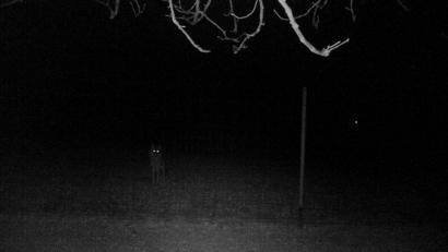 Archivbild: Hans Ertel/dpa
Die Aufnahme einer Wildkamera eines Wildgeheges bei Illafeld (Stadt Betzenstein) vom 3. März 2021 zeigt mit aller Wahrscheinlichkeit einen Wolf, der kurz vor dem Angriff auf das Gehege auf der Außenseite steht. Daran waren mindestens drei Wölfe beteiligt. Es ist also unklar, ob die Aufnahme das Individuum GW1968f zeigt.