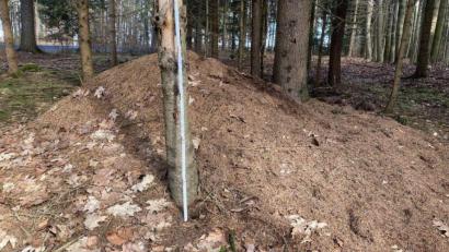 Bild: Markus Raum
Nest der Kahlrückigen Waldameise im Naturpark Hirschwald