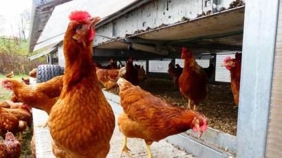 Bild: ils
Geflügel muss im Landkreis Schwandorf weiter im Stall bleiben.
