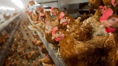 Symbolbild: Julian Stratenschulte/dpa
Woher stammen Eier in Lebensmitteln? CDU-Agrarministerin Julia Klöckner will Verbrauchern diese Frage künftig beantworten - und hofft auf Herstellerseite auf einen Anreiz für bessere Tierhaltung.