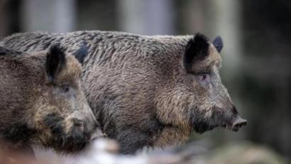 Archivbild: Lino Mirgeler/dpa
Zwei Wildschweine stehen auf einem Plateau im Wald und beobachten die Umgebung. 35 Jahre nach der Reaktor-Katastrophe im ukrainischen Tschernobyl sind Wildschweine in einigen Regionen Bayerns noch immer radioaktiv belastet.