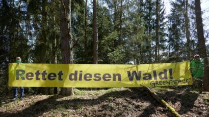 Bild: Greenpeace Weiden/exb
Mitglieder der Ortsgruppe Weiden entrollten zum "Tag des Waldes" im Engelmannholz ein Transparent.