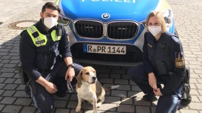 Bild: Polizeiinspektion Amberg
So klein und unscheinbar dieser Beagle auch aussehen mag, er hat es faustdick hinter seinen langen Ohren. Zum zweiten Mal innerhalb kurzer Zeit wurde er jetzt von der Polizei aufgegriffen.