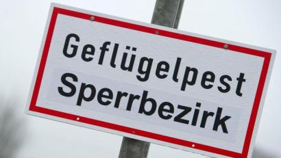 Bild: Stefan Sauer
Ein Schild mit der Aufschrift „Geflügelpest Sperrbezirk“. Foto: Stefan Sauer/dpa-Zentralbild/dpa/Symbolbild