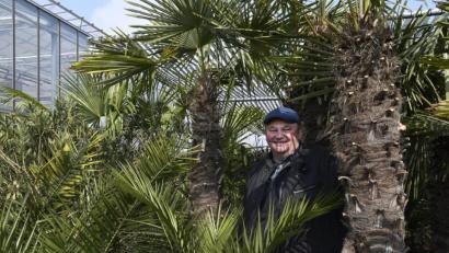 Bild: Petra Hartl
Bernhard Richter, Chef der Amberger Stadtgärtnerei, inmitten der exotischen Palmen, von denen manche schon ein Alter von etwa 80 bis 100 Jahren erreicht haben.