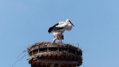 Bild: hme
Die Arbeiten am und im Nest teilt sich das Storchenpaar in Luhe gleichberechtigt