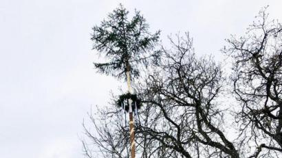 Bild: ü
Der Schleicher Sepp, seines Zeichens Vorstand der "Hascharader Feuerwehr", lässt sich die Tradition des Maibaumaufstellens nicht nehmen. Zusammen mit seiner Familie stellt er in Krücklasmühle (auf der Mühl) einen schön herausgeputzten Maibaum auf.
