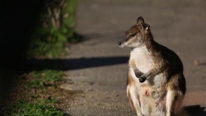 Bild: Ronny Hartmann
Ein Känguru mitten in Niederbayern gibt Rätsel auf.