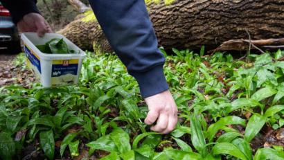 Bild: Julian Stratenschulte
Ein Mann hat statt Bärlauch wahrscheinlich eine Herbstzeitlose gegessen und ist in München an einer Vergiftung gestorben.