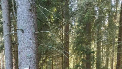 Bild: sl
Ein spannender Ort ist die Gegend um die „Drei Handkreuze im Elm“.