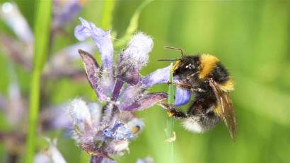 Bild: Johannes Selmansberger/eb
Diese Gartenhummel hat sich eine schöne Blüte ausgesucht. Der Bund Naturschutz hofft auf viele solcher Fotos, um einen überblick über die Arten zu gewinnen.