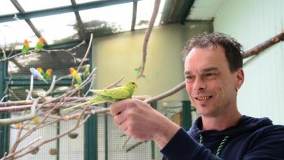 Bild: Kunz
Martin Eisenreich setzt einen jungen Wellensittich im Vogelvoliere aus.