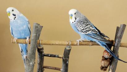 Bild: Caroline Seidel/dpa
Empfohlen wird die Haltung von Wellensittichen in Gruppen. So steigt die Chance, dass jedes Tier zumindest einen guten Kumpel findet.