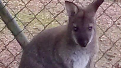 Bild: Polizei Cham
Das Foto zeigt ein ein Meter großes Wallaby.