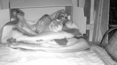 Bild: jak
Den grau getigerten Kater mochte die Freigängerin offensichtlich überhaupt nicht in ihrer Nähe haben. Er bekam ein beherztes Fauchen von ihr.