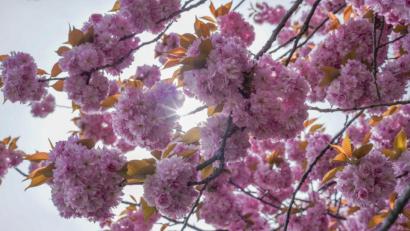 Bild: Jörg Carstensen
Am Muttertag dürfen sich die Mamis in der Oberpfalz über Blumen und Sonne freuen, weiß Wetterexperte Andy Neumaier.