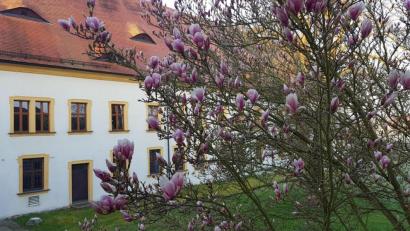 Bild: kro
Eine wunderschön blühende Magnolie im Garten des Amtsgerichts.