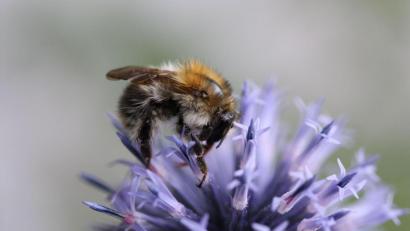 Bild: Katharina Heuberger/exb
Der Körper der Ackerhummel ist mit einem gelblich bis rotbraunen Pelz bedeckt.