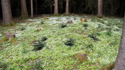 Bild: akp
Der Waldsauerklee wächst im Plassenberg bei Gleirisch an der Nordseite.