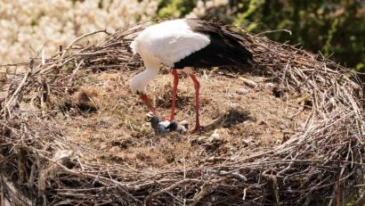 Bild: lst
In 17 Metern Höhe ein luftiges Nest: Die drei Flosser Storchenküken betteln eifrig und vehement bei ihren Eltern um Futter.