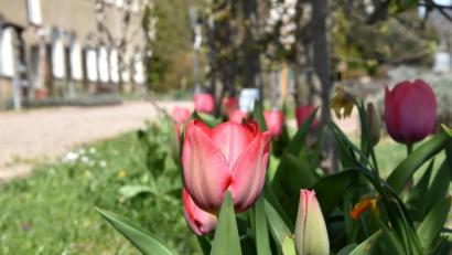 Bild: Umweltstation Waldsassen/exb
Die langsam erwachende Natur können Besucher im Klostergarten Waldsassen auf sich wirken lassen. Jeweils sonntags gibt es Führungen für diverse Zielgruppen.